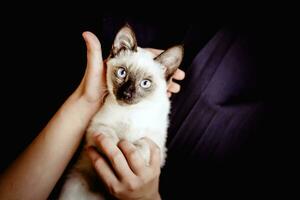 siamés gato descansando en manos de el dueño. joven y linda hembra jugar con su gatito foto