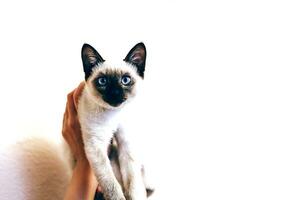 Siamese cat resting in hands of the owner. Young and cute female play with her kitten photo