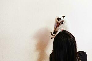 Siamese cat resting in hands of the owner. Young and cute female play with her kitten photo