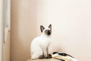 Portrait of beautiful Siamese cat. Cute siamese kitten posing photo