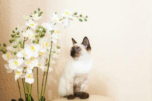 Portrait of beautiful Siamese cat. Cute siamese kitten posing photo