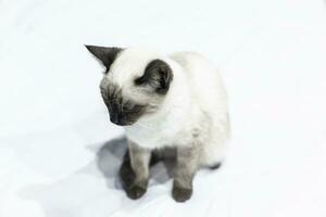 Exotic Siamese cat photo