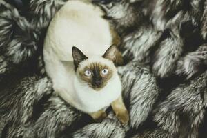 Exotic Siamese cat photo