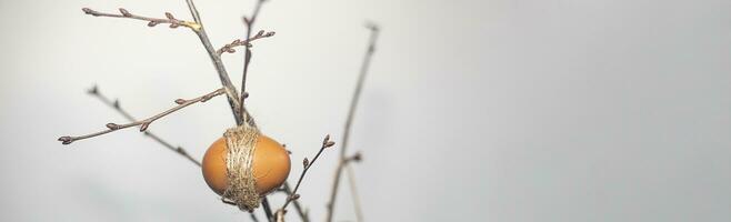 Spring time. Easter concept. Eggs hanging on branches photo