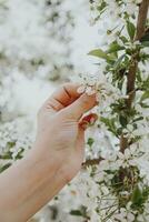 Woman holds spring tree blossoms photo