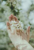 mujer sostiene primavera árbol flores foto