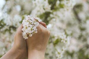 Woman holds spring tree blossoms photo