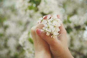 Woman holds spring tree blossoms photo