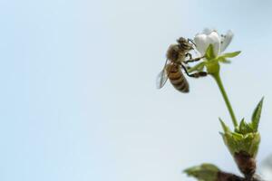 un abeja en primavera árbol flores foto