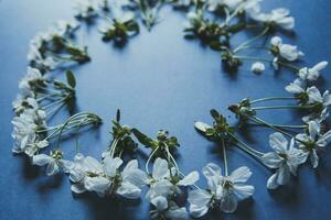 Blossom flowers on blue photo