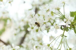 A bee on spring tree flowers photo