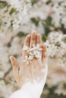 Woman holds spring tree blossoms photo