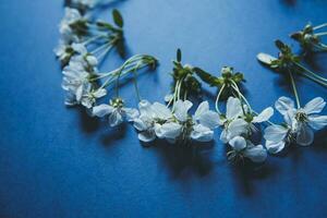 Blossom flowers on blue photo