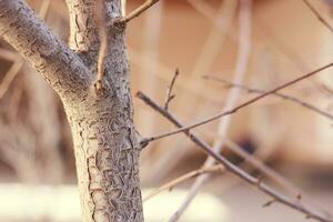 Young tree trunk photo