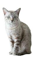 gris blanco gatito masculino sentar mirando foto