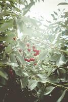 el maduro Cereza en un árbol. rama. Cereza árbol en el jardín con maduro frutas en el rama foto