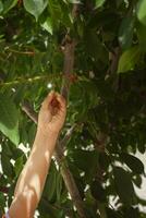 Little kid picking cherry from tree in garden. 6-year old middle eastern boy picks raw cherry fruit. Family having fun at harvest time. photo