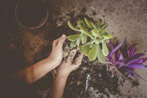 Female planting home plants. Young middle eastern woman planting flower in the pot. Girl gardening. House wife transplanting plant into a new pot photo