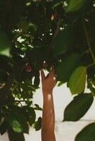 Little kid picking cherry from tree in garden. 6-year old middle eastern boy picks raw cherry fruit. Family having fun at harvest time. photo