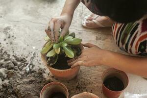 Female planting home plants. Young middle eastern woman planting flower in the pot. Girl gardening. House wife transplanting plant into a new pot photo