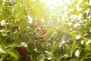 The ripe cherry on a tree. branch. Cherry tree in the garden with ripe fruits on the branch photo