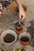 Female planting home plants. Young middle eastern woman planting flower in the pot. Girl gardening. House wife transplanting plant into a new pot photo