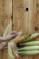 Young female cleaning freshly picked raw corns from cobs on wooden background. Process of Shucking corn photo