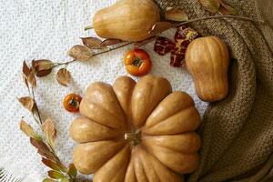 Cozy autumn background with pumpkin photo