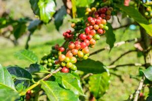 Coffee beans arabica ripe on a tree photo