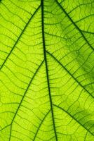 Behind green leaf surface photo