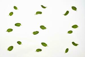 Fresh mint leaves on white photo