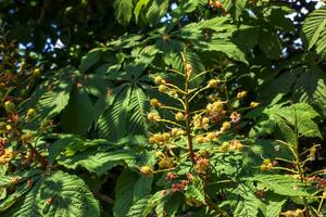 Aesculus hippocastanum horse chestnut fruit on a tree in May. photo