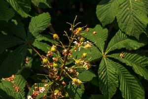 aesculus hippocastanum caballo castaña Fruta en un árbol en mayo. foto