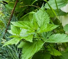 Young plants of nettle or Urtica L with green leaves. photo