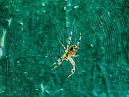 hembra araneus cavatico en un web. cruzar arañas son nocturno. borroso verde antecedentes. foto