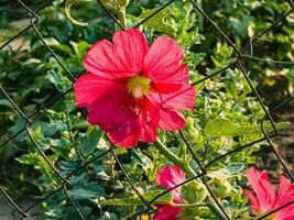 Red common mallow. Latin name Malva L. Flowers shine under the rays of the sun. photo