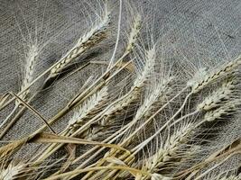 Spikelets of wheat on a background of burlap. Wheat is the basis of bread. Healthy eating concept. photo