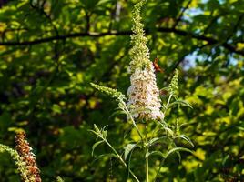 Buddleia summer flowers. Latin name Buddleja davidii. Buddleia Davidii Butterfly Bush. photo