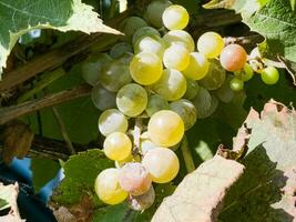 Ripe white muscat wine grapes grow on the bushes. Bunches of wine grapes are ready for harvest. photo