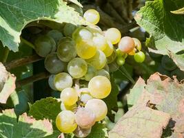 Ripe white muscat wine grapes grow on the bushes. Bunches of wine grapes are ready for harvest. photo