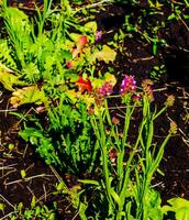 Limonium sinuatum, syn. wavyleaf sea lavender, statice, sea lavender, notch leaf marsh rosemary, sea pink, is a Mediterranean plant species in the family Plumbaginaceae known for its papery flowers. photo