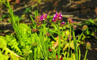 Limonium sinuatum, syn. wavyleaf sea lavender, statice, sea lavender, notch leaf marsh rosemary, sea pink, is a Mediterranean plant species in the family Plumbaginaceae known for its papery flowers. photo