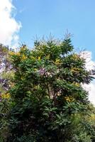 Koelreuteria paniculata. Yellow flowers of the plant against the blue sky photo