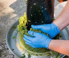 The process of making homemade grape wine. A winemaker collects grape pulp from a hydraulic press. photo
