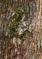 Detail of the bark of a Catalpa tree - Latin name - Catalpa bignonioides. photo