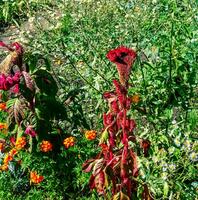Crested Cockscomb Flower, scientifically known as Celosia argentea cristata have resemblance to a rooster's comb, featuring vibrant, crested, and ruffled blooms that come in a range of colors purple. photo