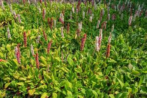 Bistorta affinis plant commonly known as Himalayan bistort, fleece flower or knotweed photo