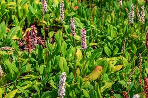 Bistorta affinis plant commonly known as Himalayan bistort, fleece flower or knotweed photo