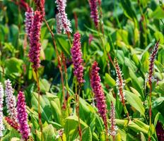 Bistorta affinis plant commonly known as Himalayan bistort, fleece flower or knotweed photo