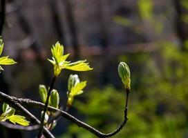 Closeup of the buds, stem and small young green leaves of Sorbus torminalis L. Sunny spring day . photo